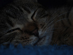 Fotoblog martabotka