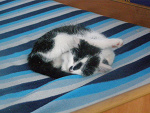 Fotoblog kotaa