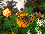 Fotoblog apysia