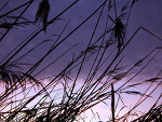 Fotoblog xxdreamsellerx