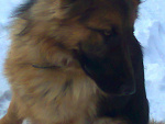 Fotoblog petuniia