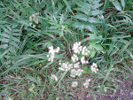 Fotoblog cittara