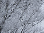 Fotoblog mysia222