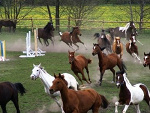 Fotoblog koniara210