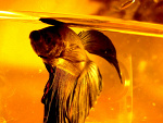 Fotoblog pebee44