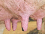 Fotoblog salibu
