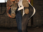 Fotoblog krokodyle