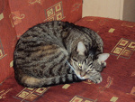 Fotoblog szamanek98