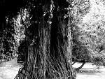 Fotoblog lordbazyl
