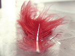 Fotoblog allways