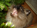 Fotoblog puzius21