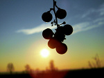 Fotoblog patson13