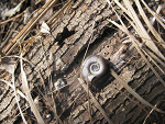Fotoblog leonardodavinci