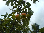 Fotoblog ewellunia