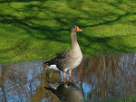 Fotoblog kisior
