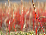 Fotoblog majerankowa