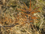 Fotoblog rastagumisieq