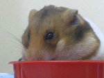 Fotoblog pisanek