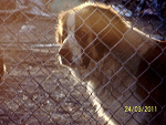 Fotoblog aroundogs