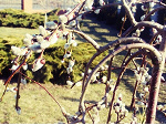 Fotoblog iga99