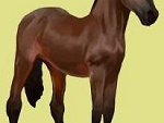Fotoblog horse112