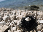 Fotoblog emjot