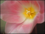 Fotoblog galopujacapodwiatr
