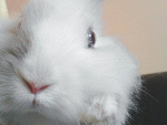 Fotoblog pumbba