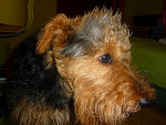 Fotoblog cytoplazma