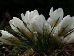Fotoblog tragler