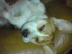 Fotoblog mrspammer