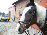 Fotoblog pythia