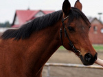 Fotoblog arasek11