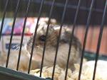 Fotoblog kochanegryzonie