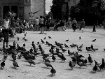 Fotoblog szarobialo