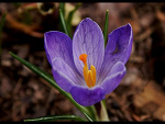 Fotoblog byinsomnia