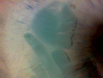 Fotoblog geni