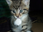 Fotoblog ewi110