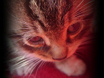 Fotoblog zgredek392