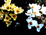 Fotoblog inlovewithhimm