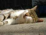 Fotoblog karton323