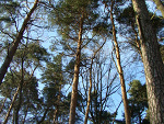Fotoblog nikola999