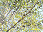 Fotoblog rumieniec
