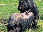 Fotoblog starepruchno