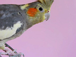 Fotoblog lubieszpinak