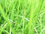 Fotoblog lilije