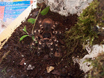 Fotoblog picturesofspiders