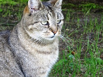 Fotoblog gentai