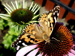 Fotoblog fantasmagorieee