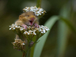 Fotoblog eatyourdey